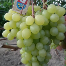 Виноград культурный Цимус (Vitis vinifera  )