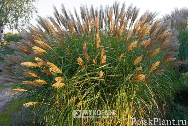 Мискантус китайский Kakadu
