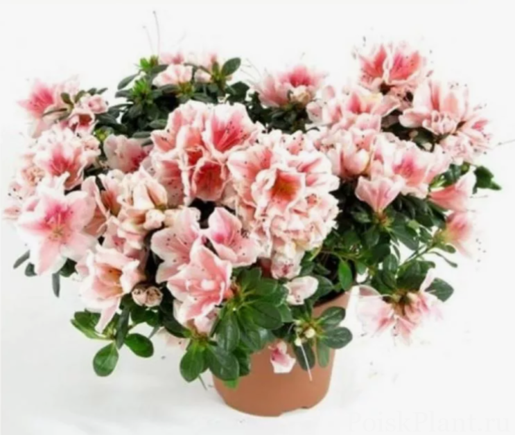 Азалия индийская Hortinno Classic Bicolor
