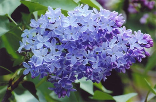 Сирень обыкновенная Wedgewood Blue