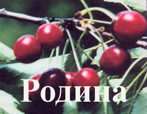 Черешня Родина