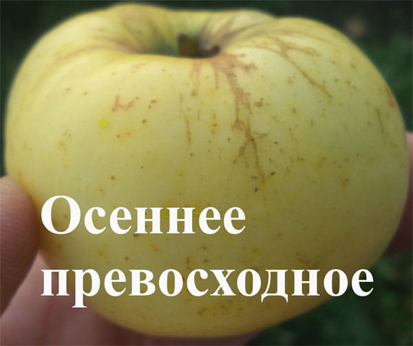 Яблоня Осеннее превосходное