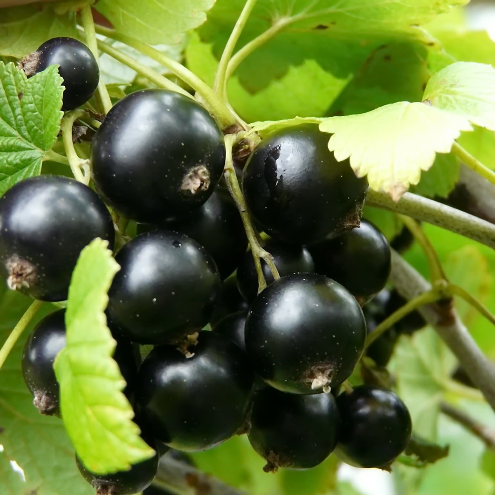 smorodina-ribes-chernaya