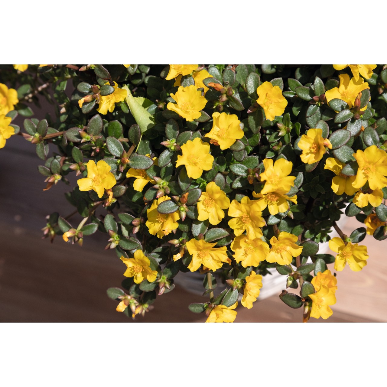 Портулак Cupcake Upright Yellow