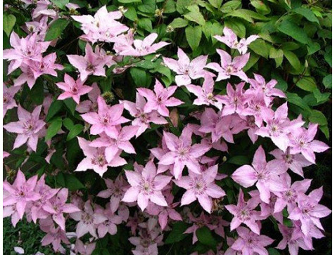 Клематис Хегли Хайбрид ( Hagley Hybrid )