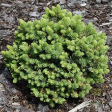 Ель колючая (Pícea pūngens Green Globe)