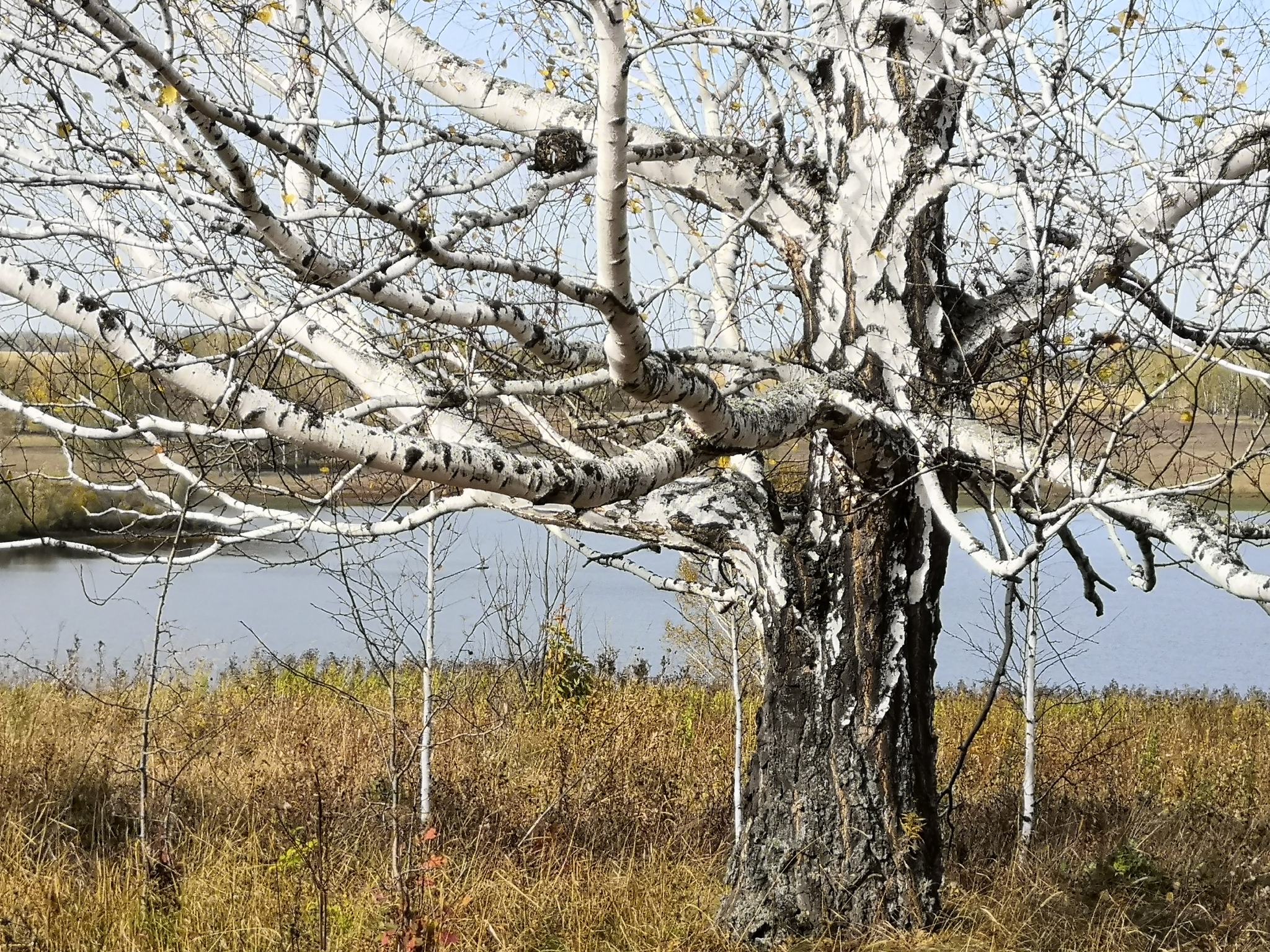 international backfill (iNaturalist): Betula pendula
