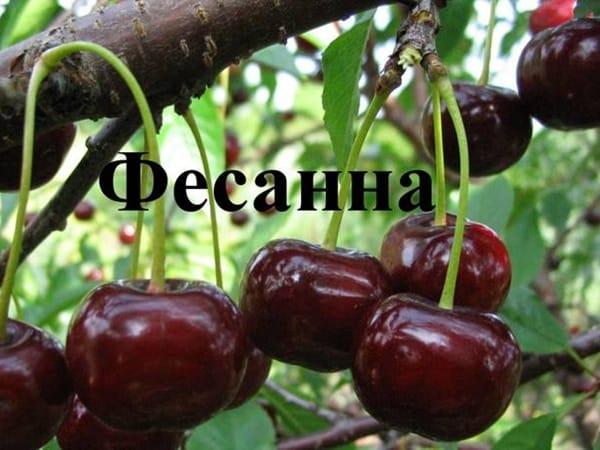 Дюк Фесанна