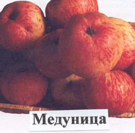 Яблоня Медуница