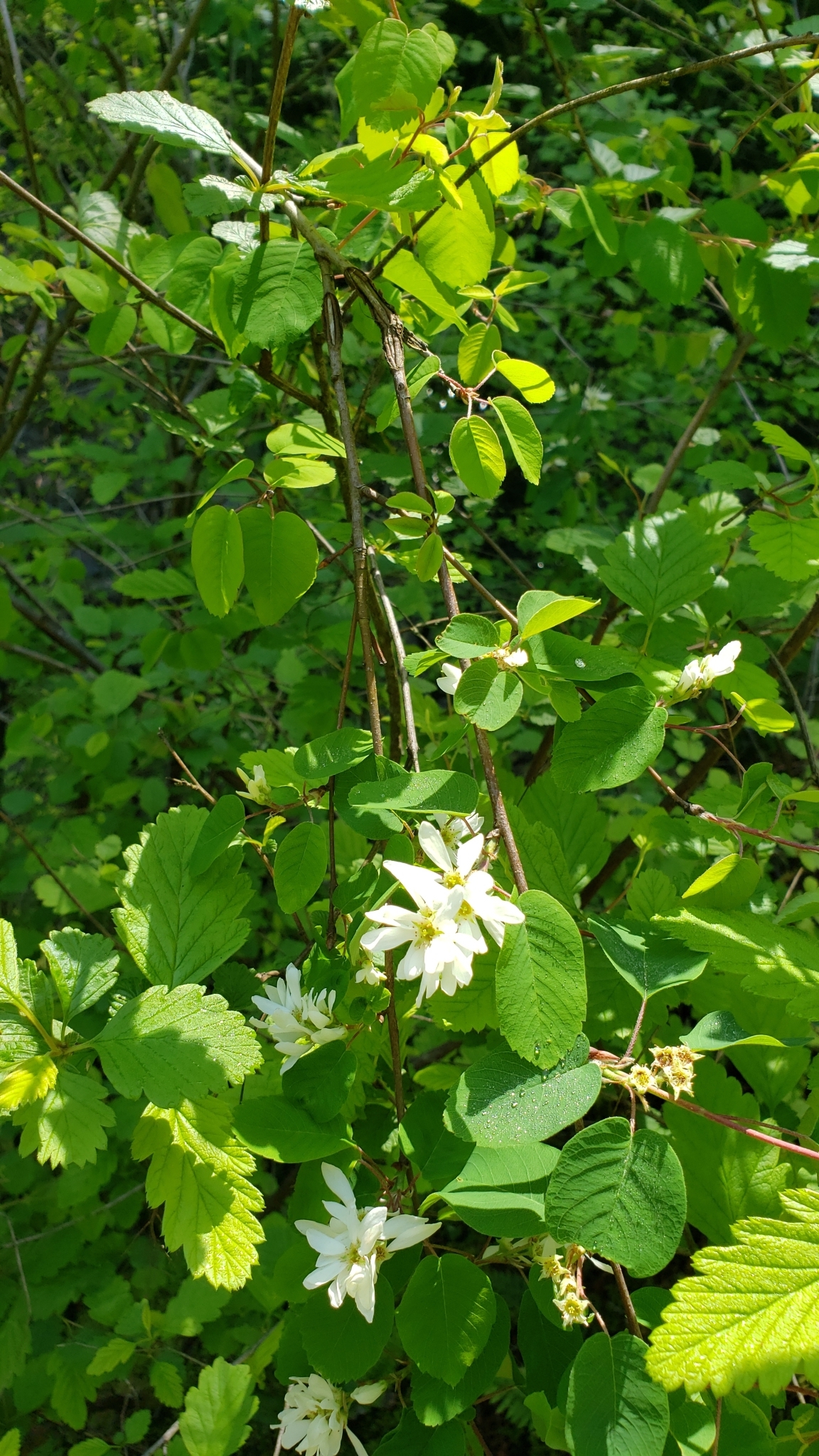 international backfill (iNaturalist): Aronia