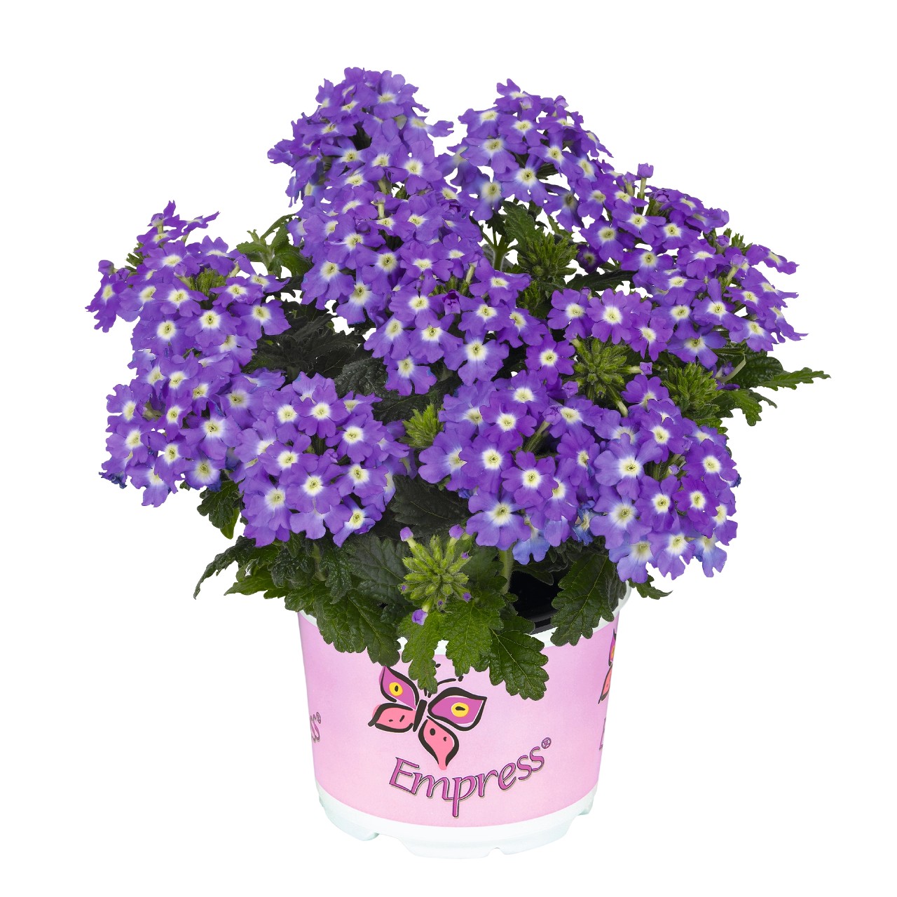 Вербена Empress Flair Purple Charme
