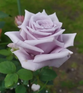 Роза Замок Черники