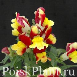 Антиринум большой Floral Showers Red & Yellow Bicolor