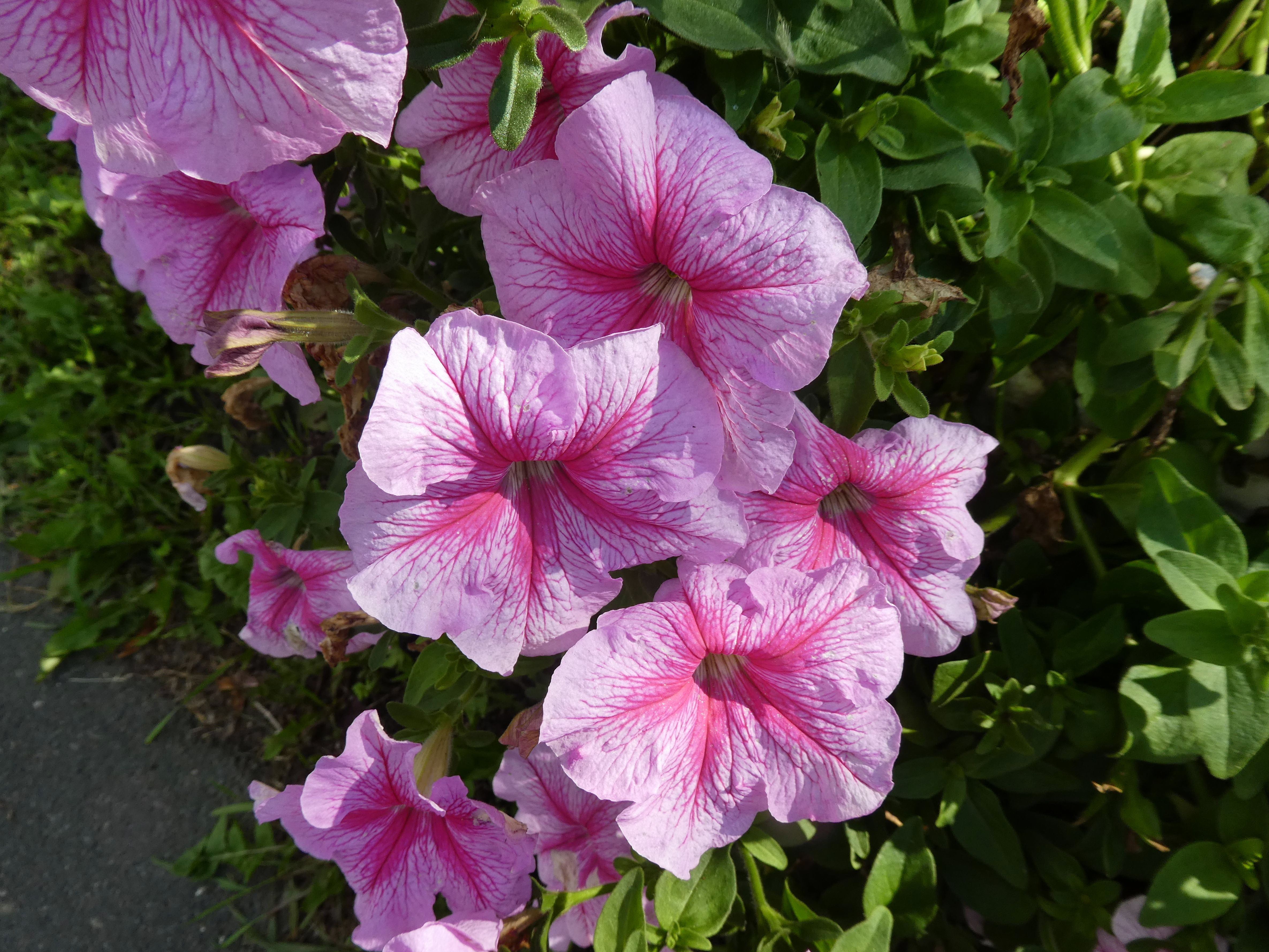 Петуния/Сурфиния Ампельная (Petunia)
