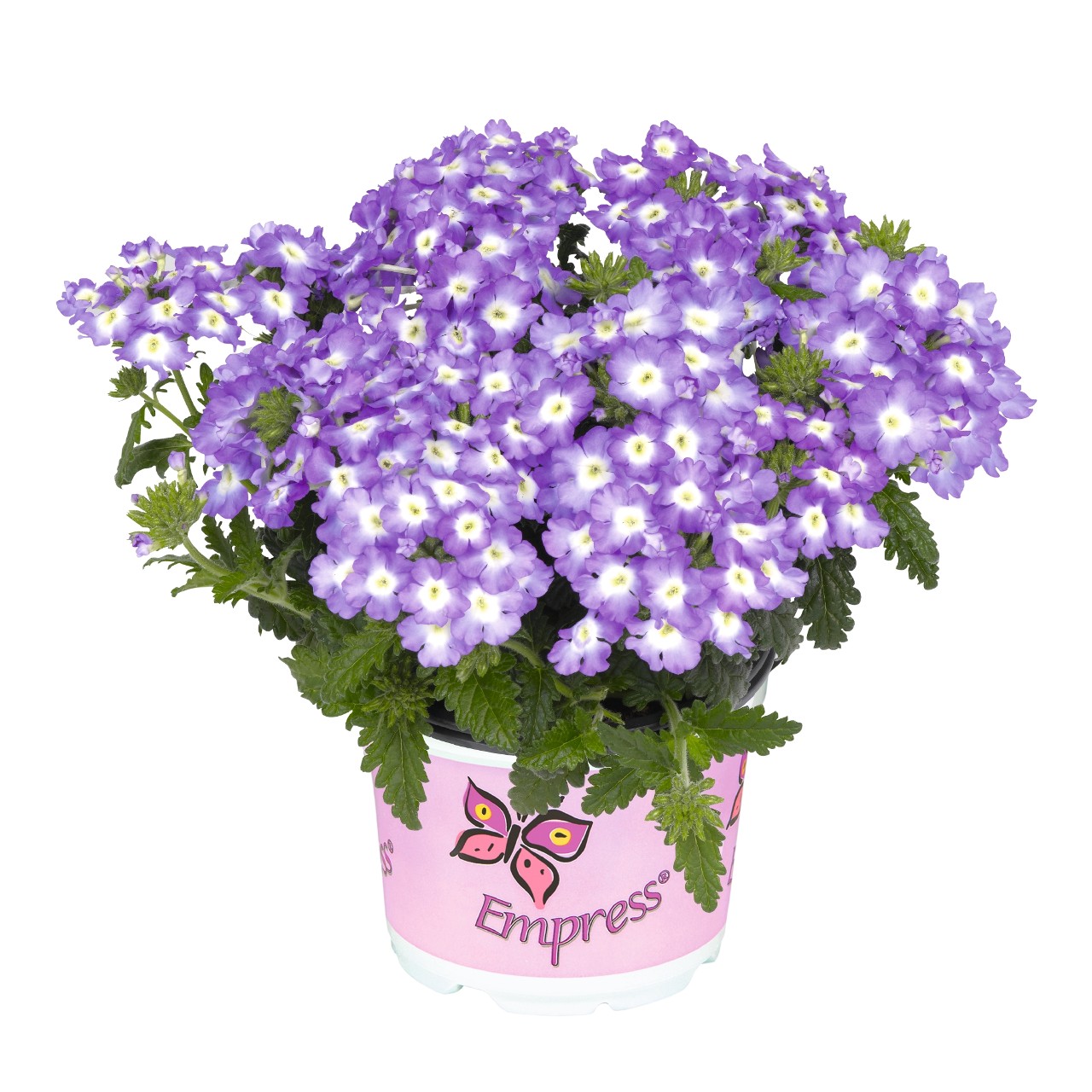 Вербена Empress Flair Blue Charme