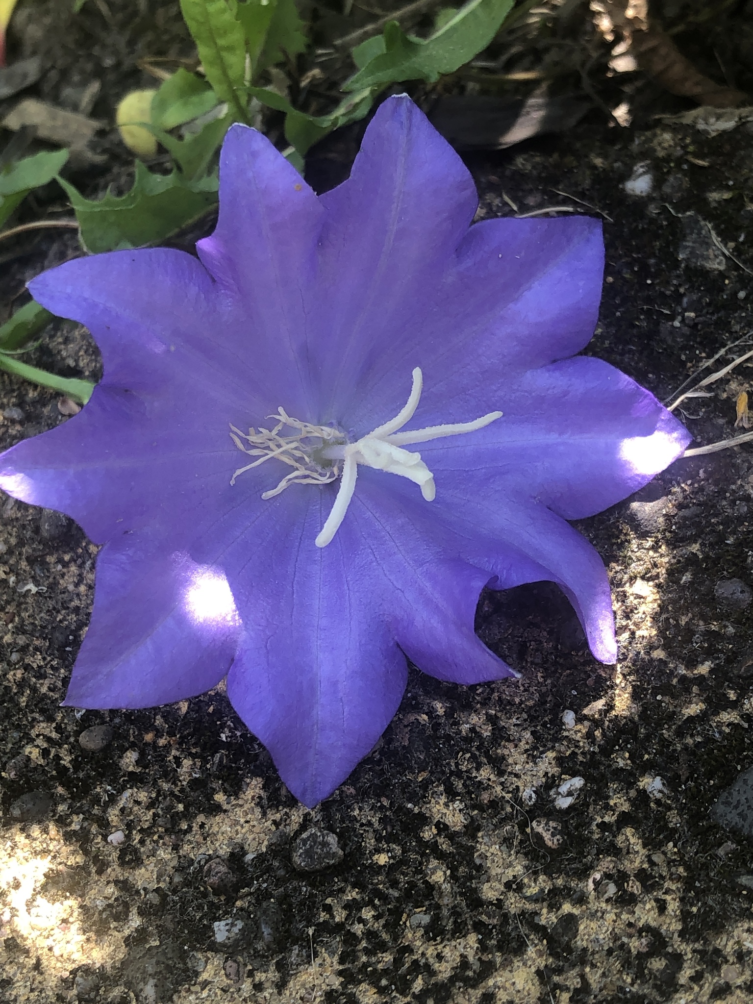 international backfill (iNaturalist): Campanula persicifolia