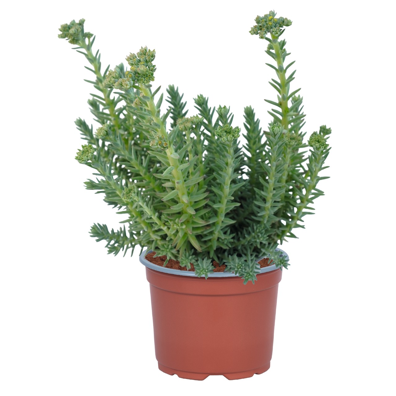 Очиток reflexum Blue Spruce