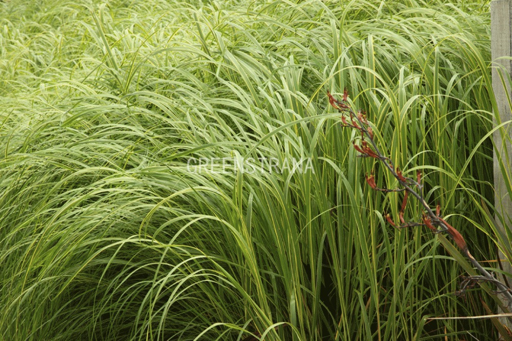spartina-grebenchataya-aureomarginata