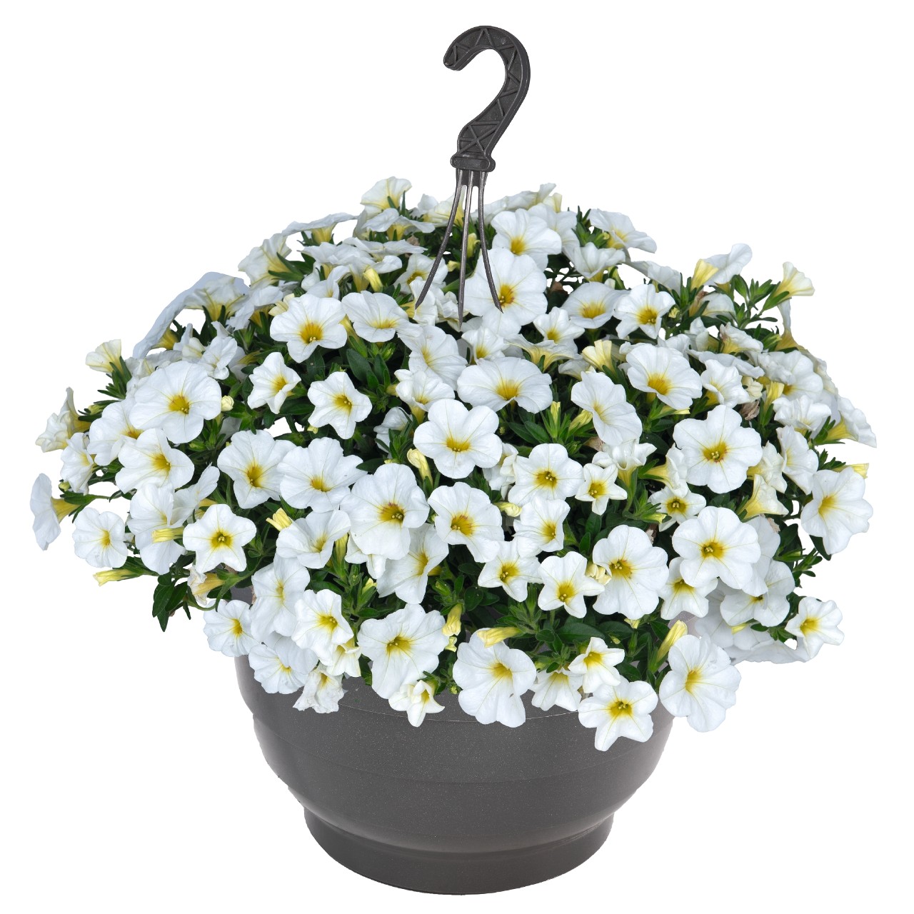 Калибрахоа Bloomtastic White