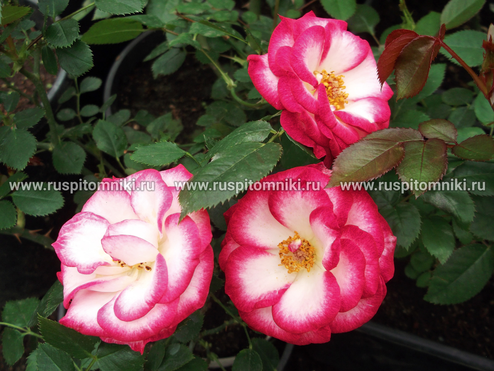 Миниатюрные розы Allegro Symphonia’ = ‘MEIlauron