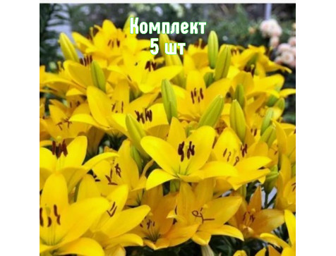 Лилия Сципионе