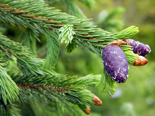 Ель обыкновенная Picea