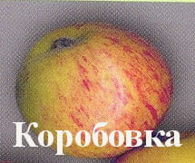 Яблоня Коробовка
