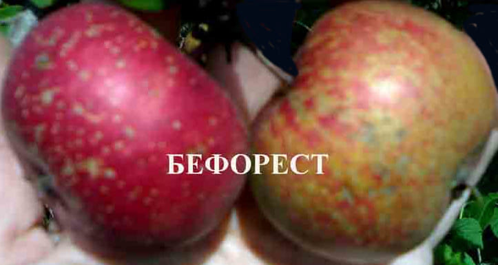 Яблоня "Бефорест" (Канада) Садоград 2хлетние саженцы