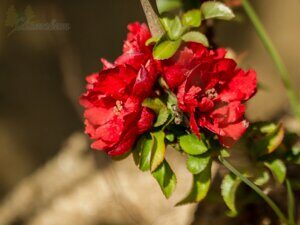 Айва японская Red Joy