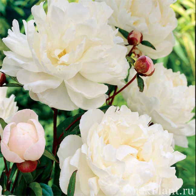 Пион травянистый Gardenia