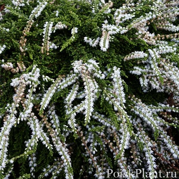 Вереск обыкновенный White Lawn