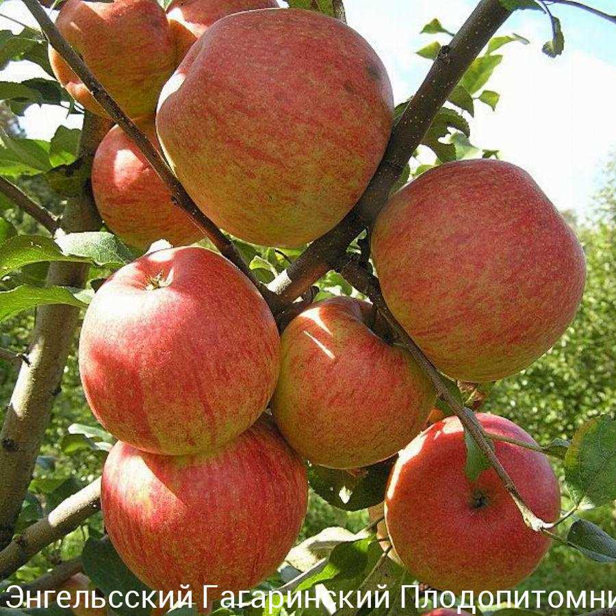 Яблоня Хани Крисп