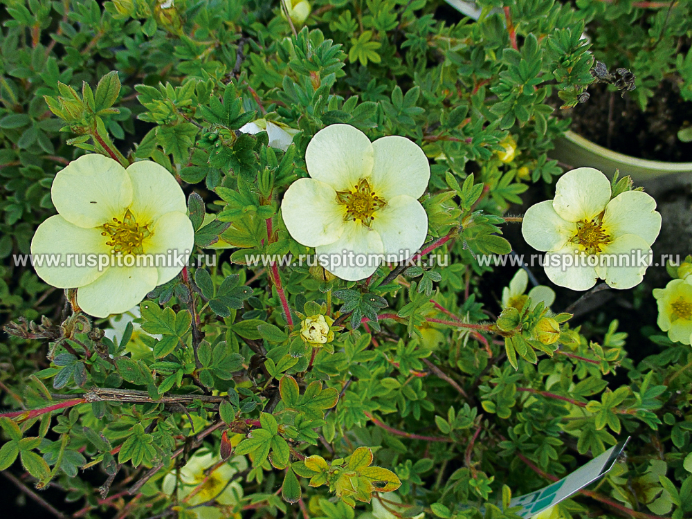 Лапчатка кустарниковая, курильский чай кустарниковый Primrose Beauty