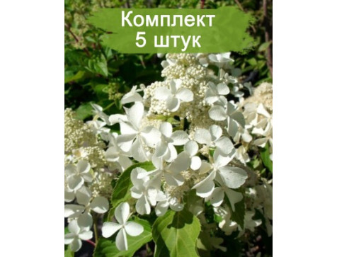 Комплект 5шт / Гортензия Левана (метельчатая)