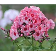 Флокс метельчатый (Phlox paniculata Ferris Wheel)