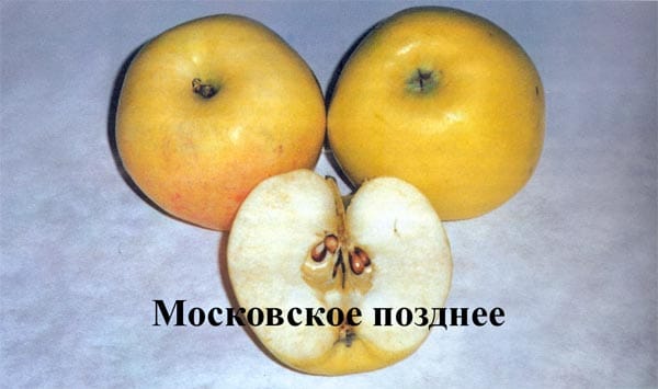Яблоня Московское позднее