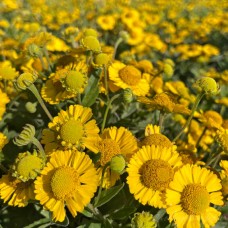 Гелениум гибридный (Helenium hybridum Sombrero)