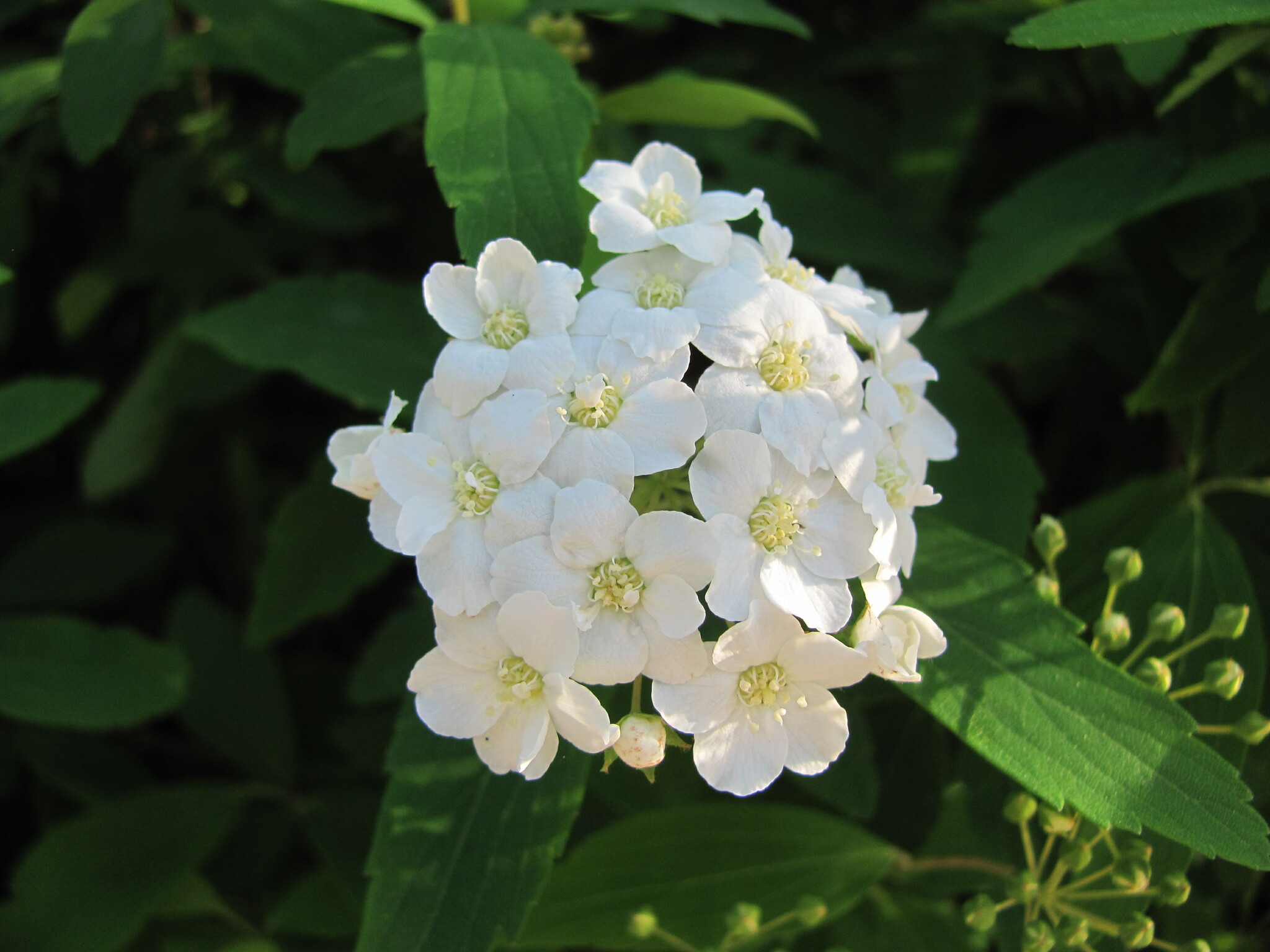 international backfill (iNaturalist): Spiraea