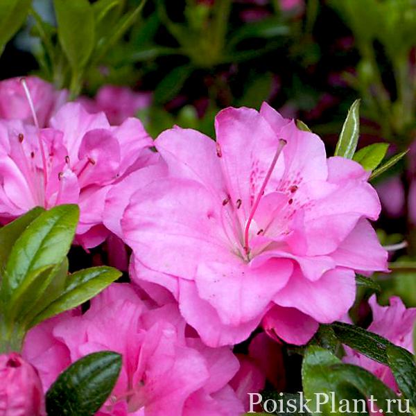 Рододендрон тупой Rosinetta