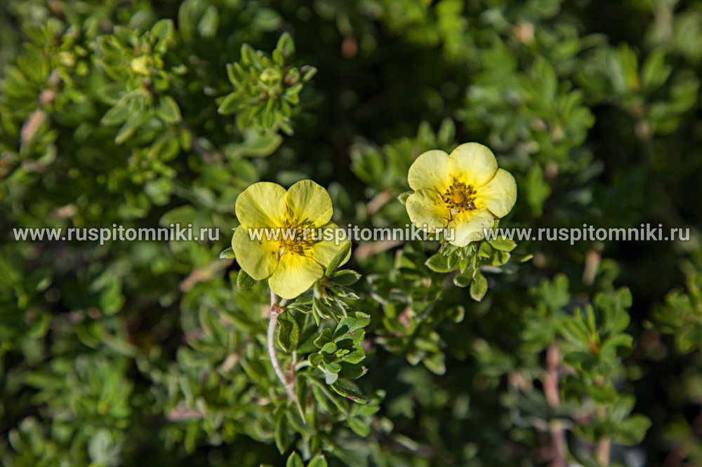 Лапчатка кустарниковая, курильский чай кустарниковый Elizabeth` = P. fruticosa var. arbuscula
