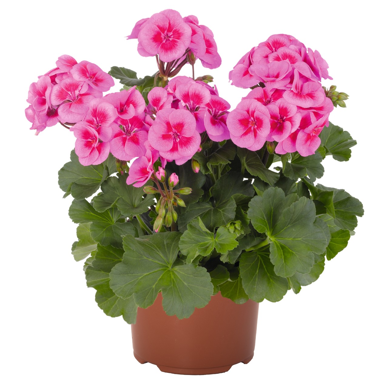 Пеларгония Sarita Lilac Splash