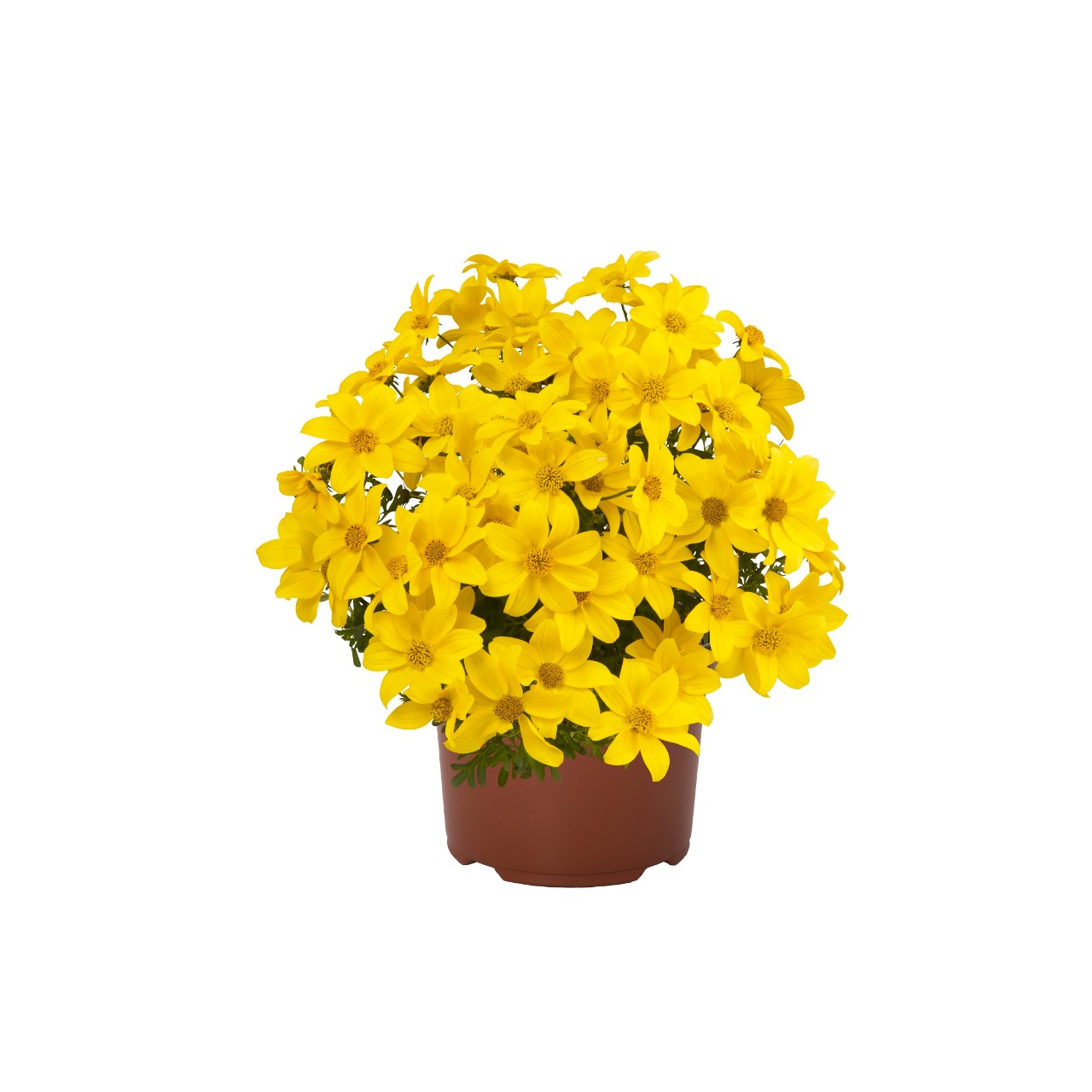 Биденс Bidy Gonzales Confetti Garden