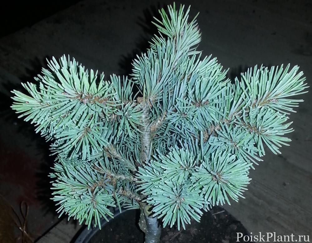 Псевдотсуга Мензиса Glauca Compacta