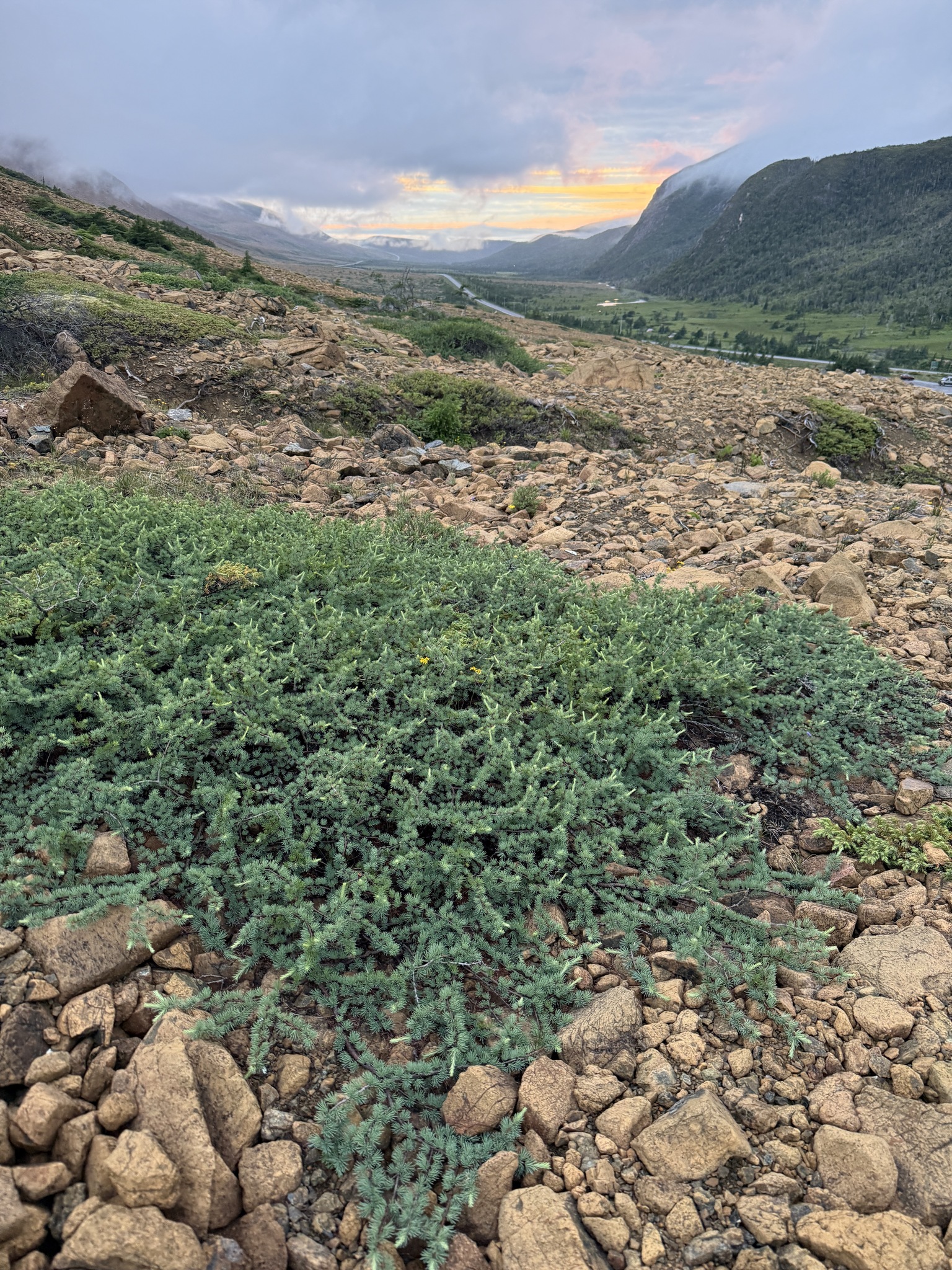 international backfill (iNaturalist): Larix