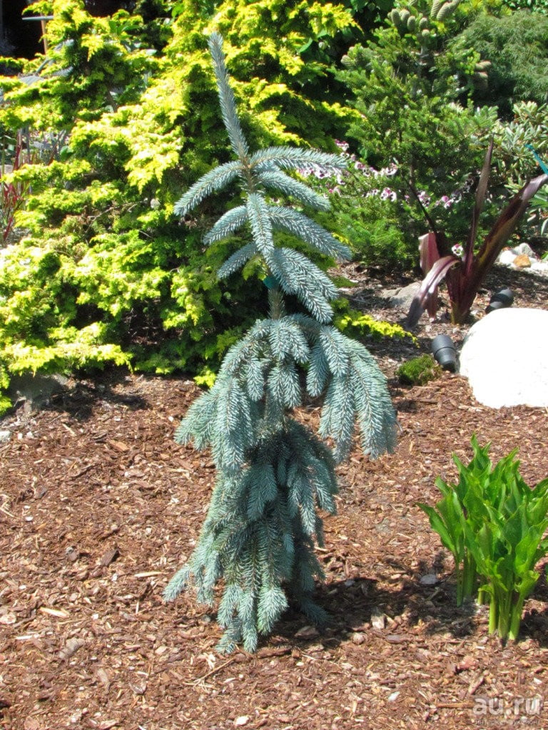 Ель глаука Pendula