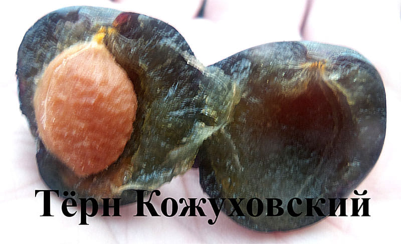 Слива Кожуховский