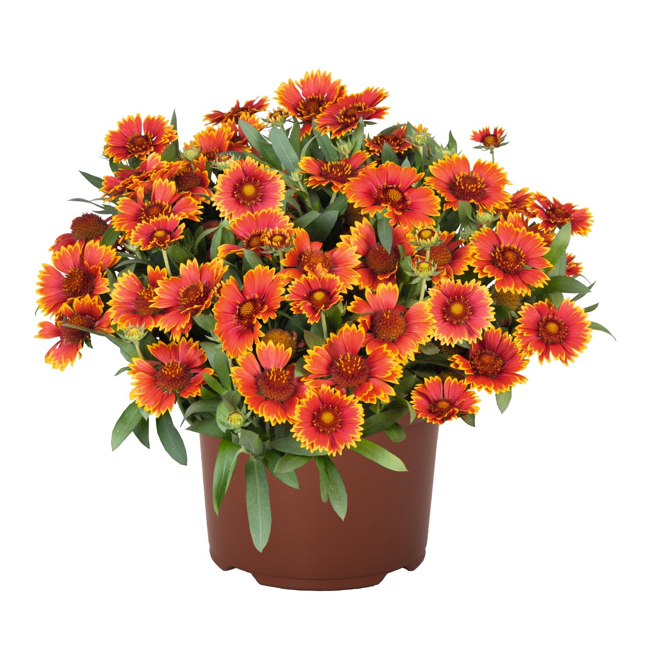 Гайлардия SpinTop Orange Halo