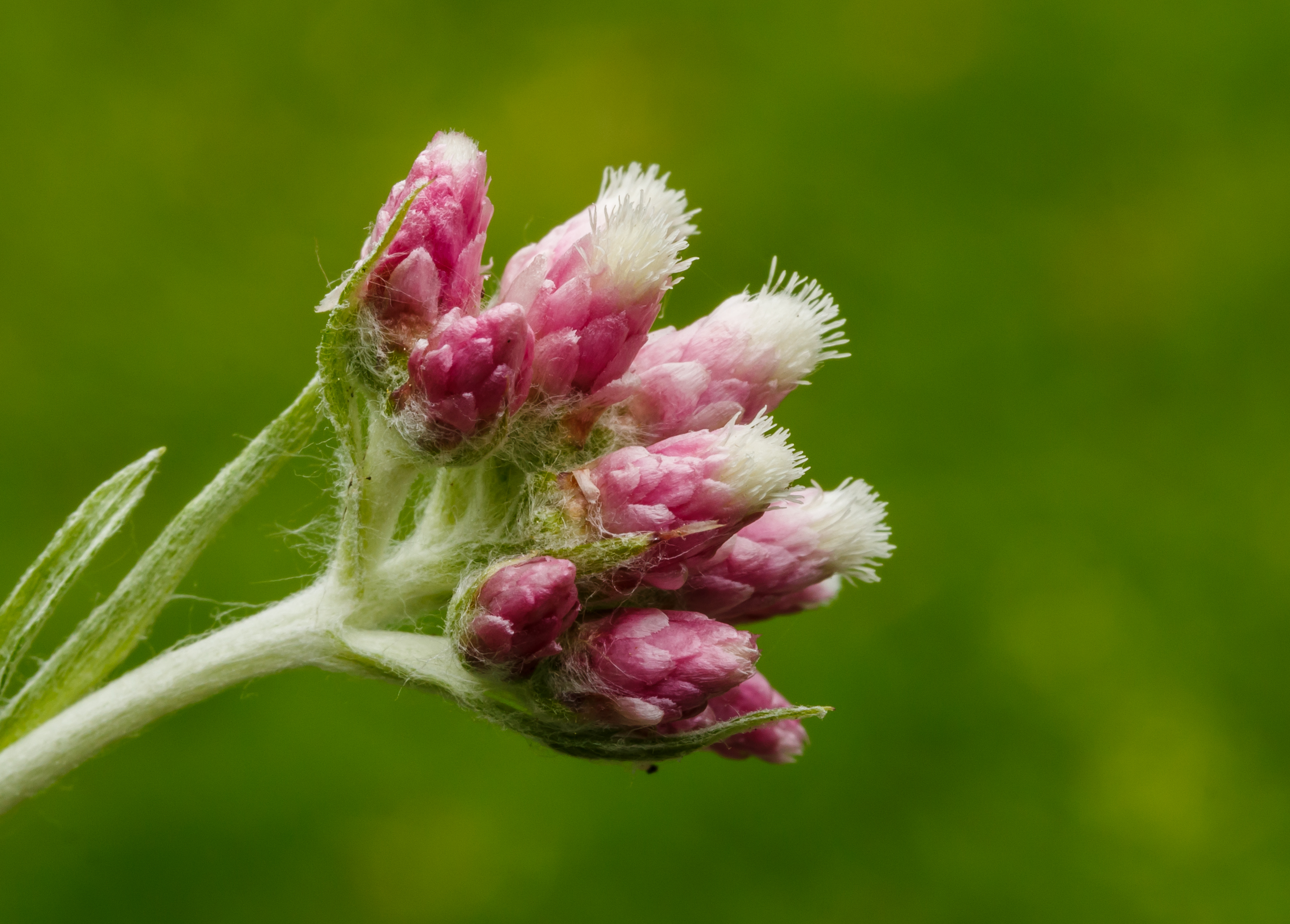 Антеннария двудомная Roy Davidson