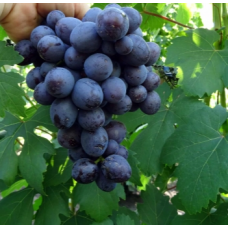 Виноград культурный Подарок Несвятая (Vitis vinifera  )