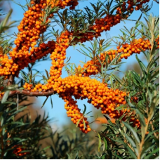 Облепиха крушиновидная (Hippophae rhamnoides Hergo)